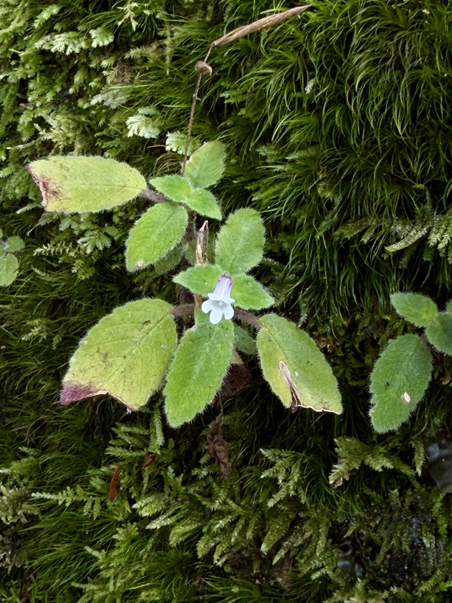 Streptocarpus levis