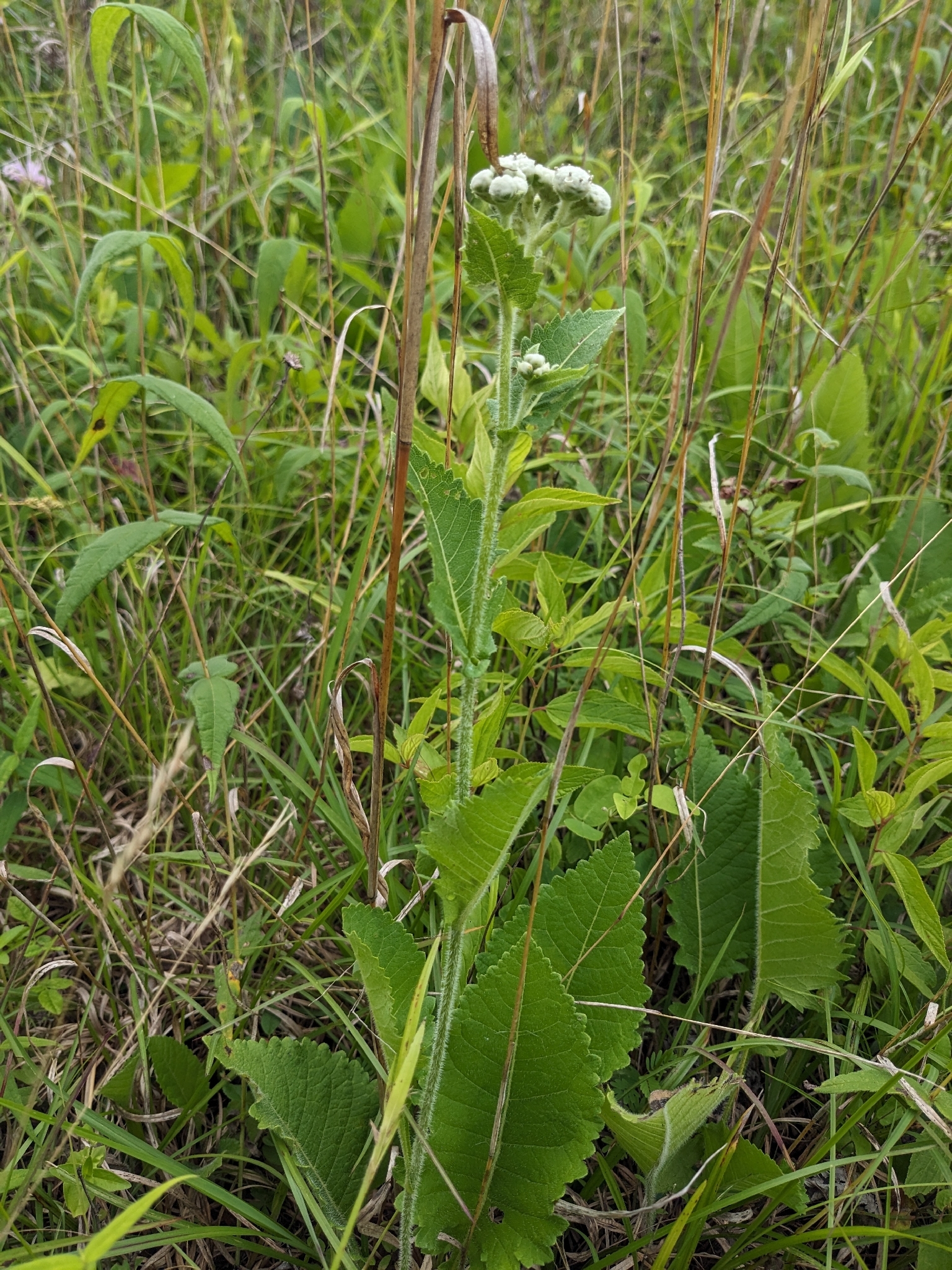 Glade Wild Quinine (Parthenium auriculatum)