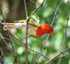 Anaplectes rubriceps rubriceps