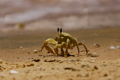 Ocypode convexa