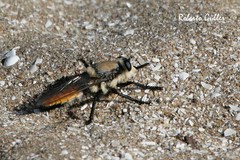 Eccritosia rubriventris