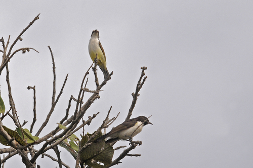 iNaturalist image