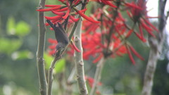Aethopyga gouldiae