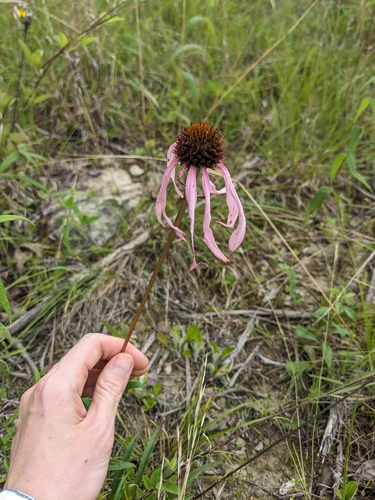 smooth purple coneflower (Echinacea laevigata)
