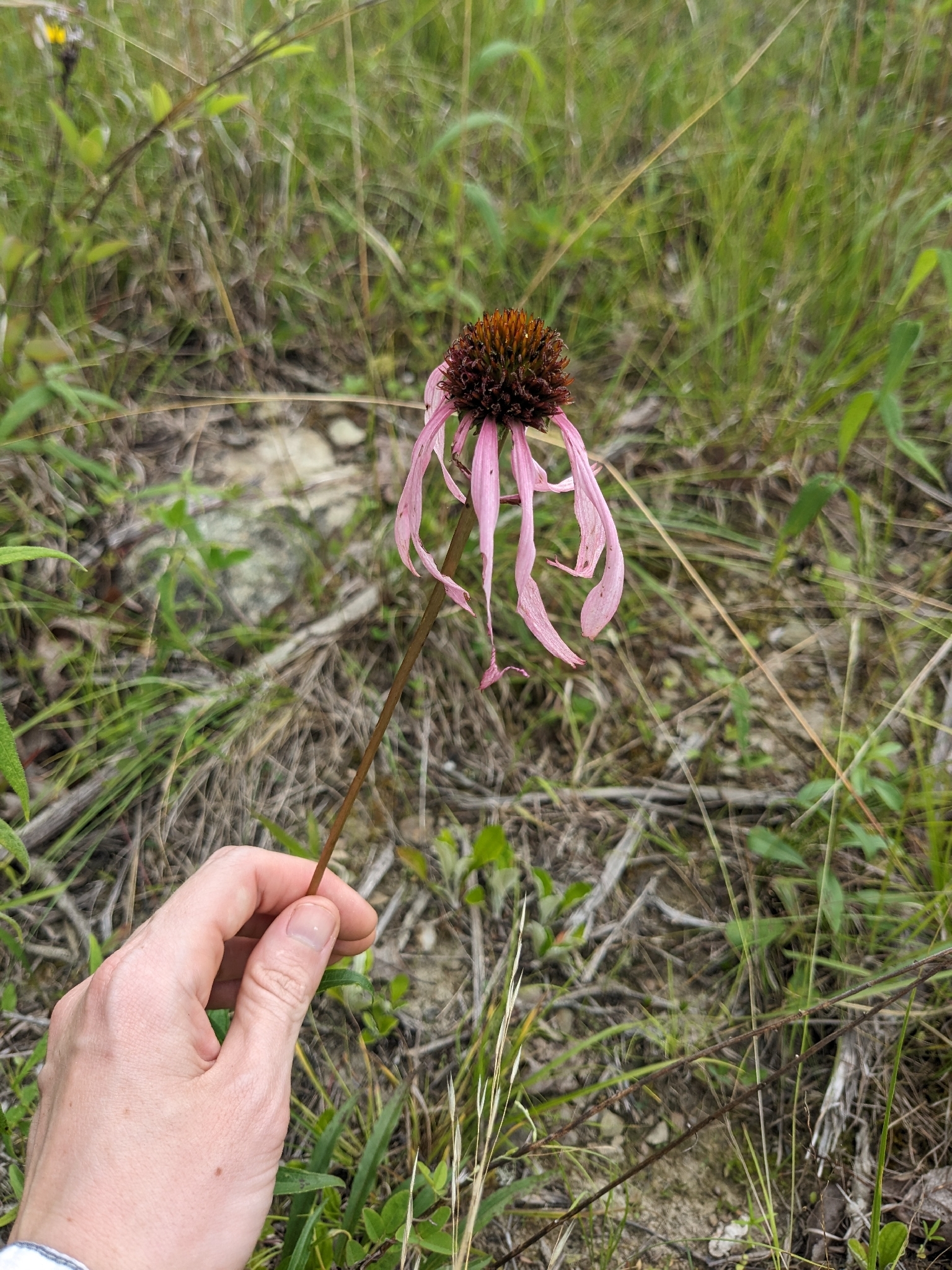 Smooth Purple Coneflower (Echinacea laevigata)