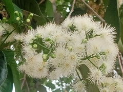 Syzygium grande