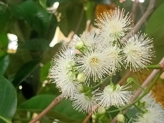 Syzygium grande