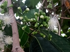 Syzygium grande