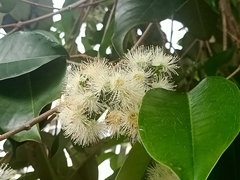 Syzygium grande