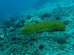 Stichopus herrmanni