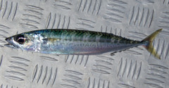 Scomber australasicus