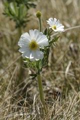 Ranunculus anemoneus