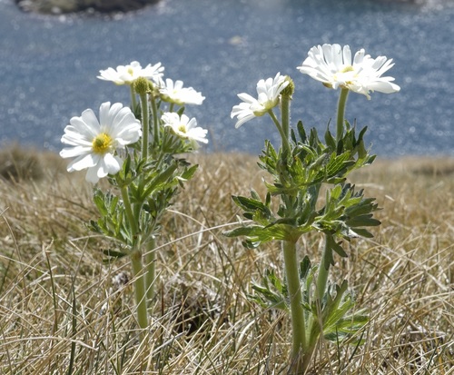 Image of Ranunculus anemoneus by (c) Tim, some rights reserved (CC BY)