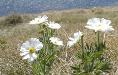 Ranunculus anemoneus