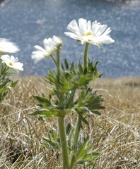 Ranunculus anemoneus