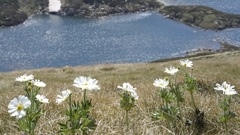 Ranunculus anemoneus