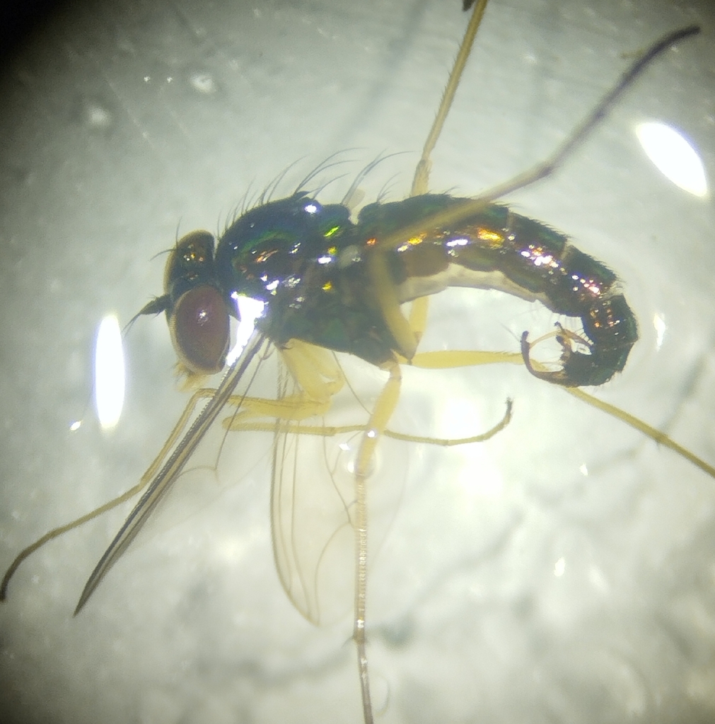 Abbemyia