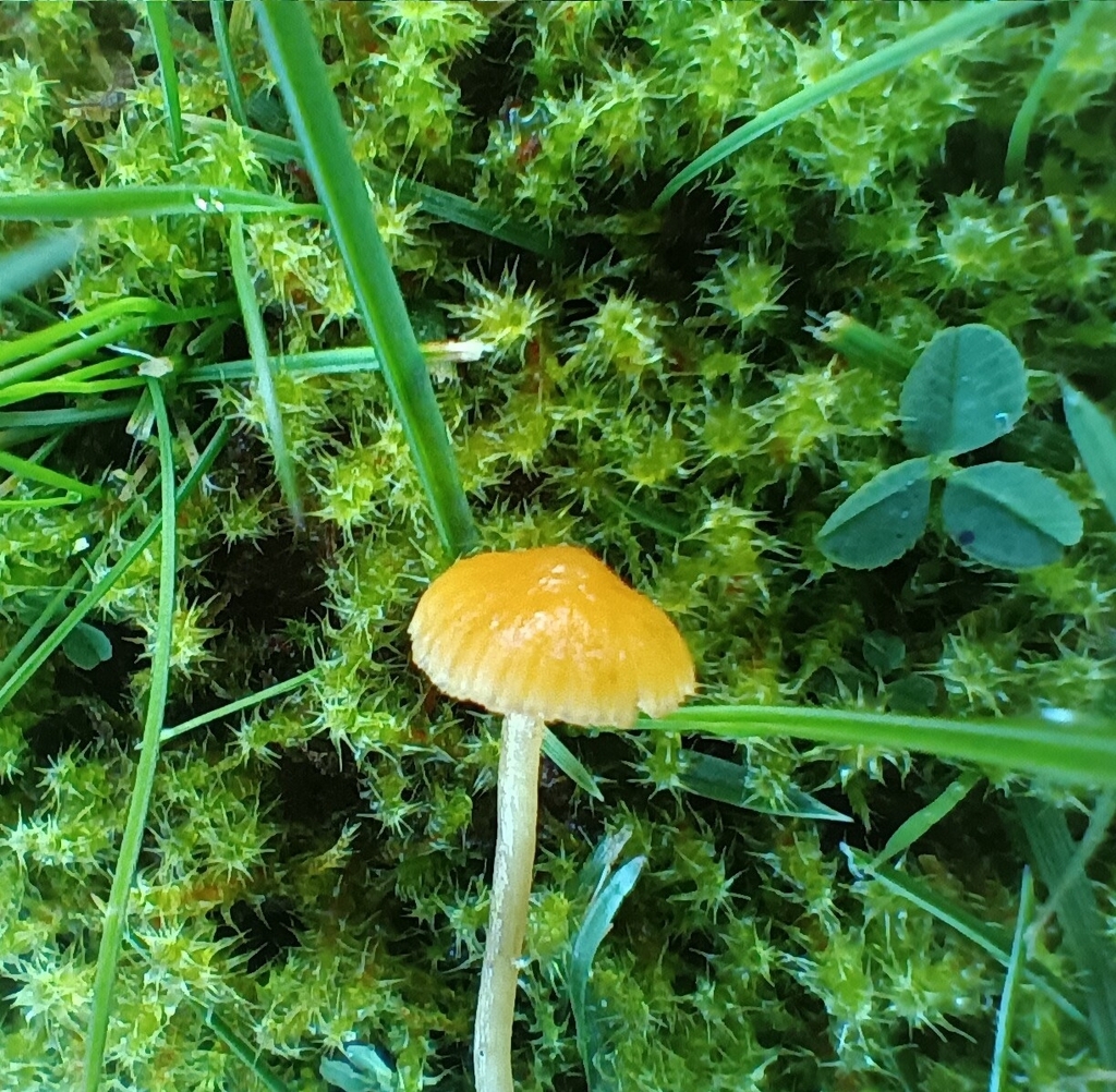 Galerina · November 2025 · photo: © considerthelilies (iNaturalist, cc-by)
