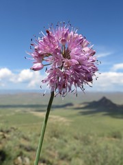 Allium senescens glaucum