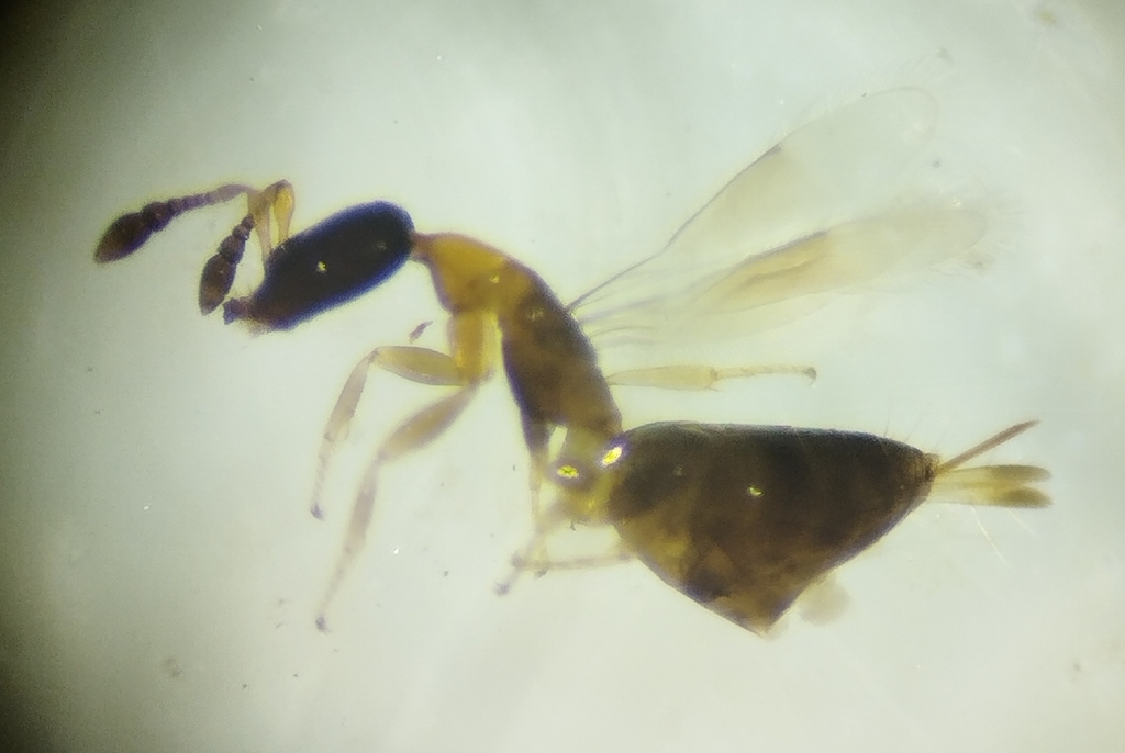 Acerocephala