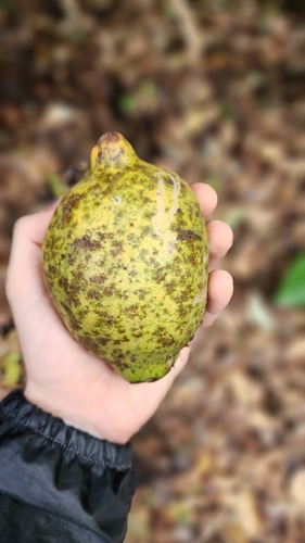 Tontelea passiflora, 2025-11-27