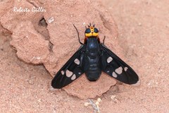 Hyperalonia morio morio