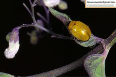 Nonarthra postfasciata