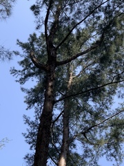 Tracheophyta