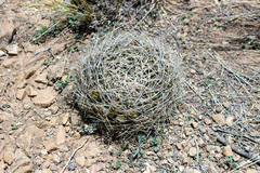 Lobivia cinnabarina