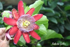 Passiflora alata