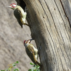 Campethera bennettii