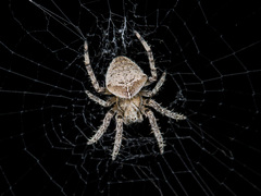 Araneus tartaricus