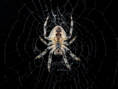 Araneus tartaricus