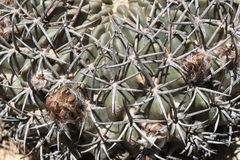 Lobivia cinnabarina