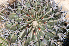 Lobivia cinnabarina