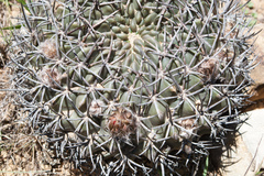 Lobivia cinnabarina