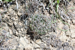 Lobivia cinnabarina