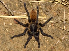 Harpactira chrysogaster