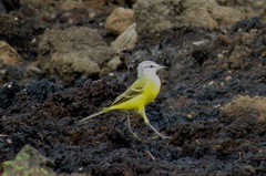 Motacilla flava flava