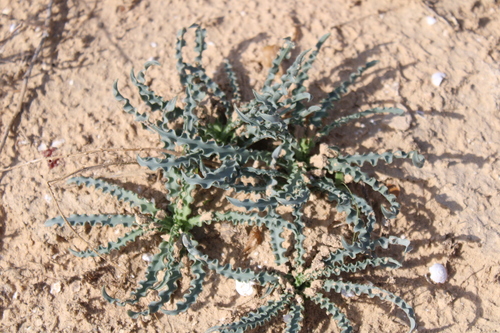 Drimia palaestina