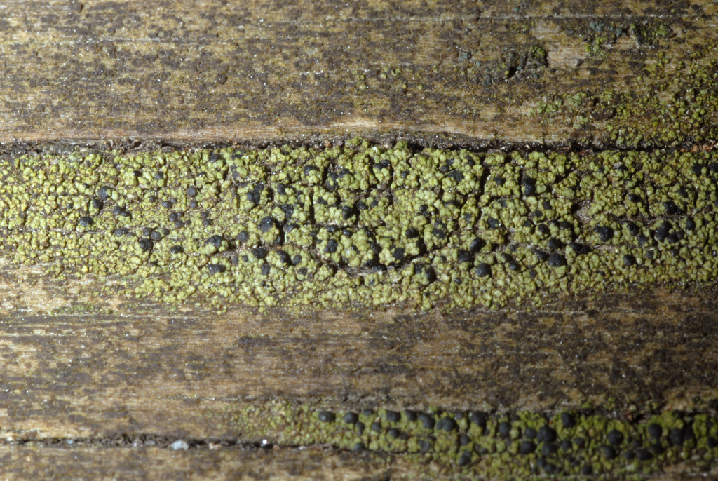 City Dot Lichen