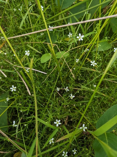 Godfrey's Stitchwort (Sabulina paludicola)