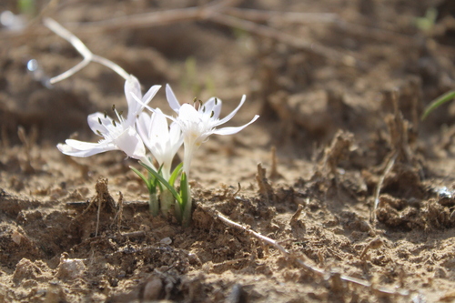 Colchicum tuviae