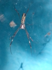 Trichonephila clavipes
