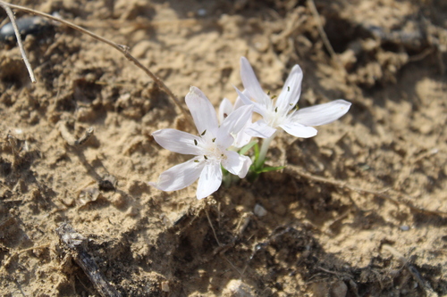 Colchicum tuviae