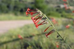 Ipomopsis aggregata collina