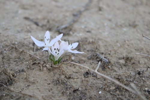 Colchicum tuviae