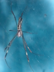 Trichonephila clavipes