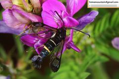 Synanthedon bicingulata