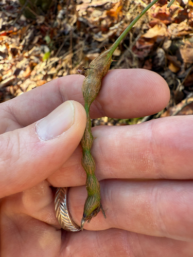 Unknown species found near Leeds Manor Rd, Marshall, VA, US